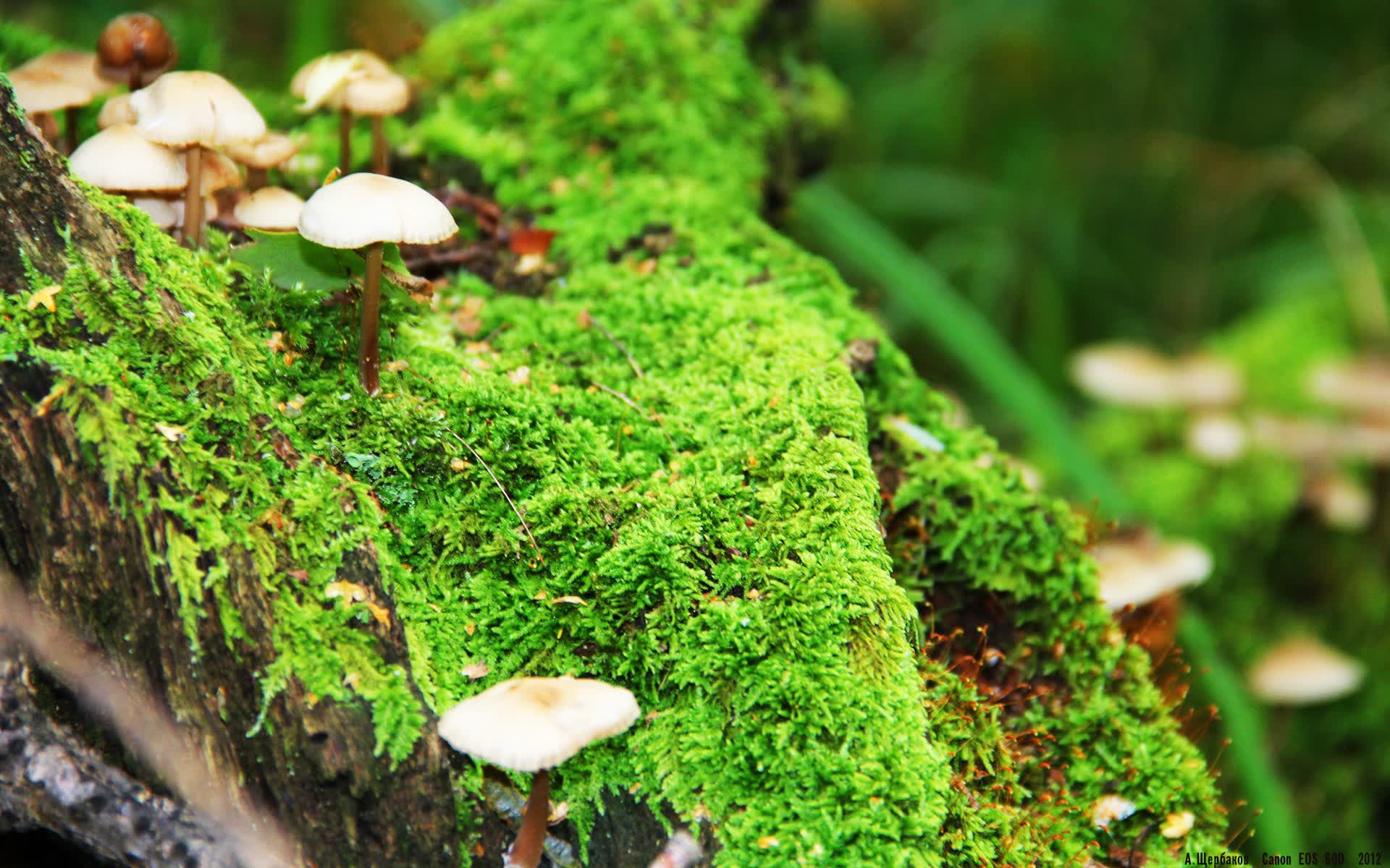 世界举重康复名师驻点教学直播月回放合集上线，举重世界比赛视频